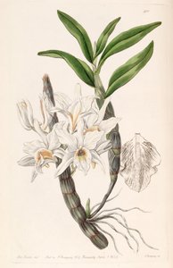Dendrobium heterocarpum door Miss Drake
